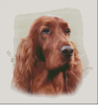 (image for) Irish Red Setter
